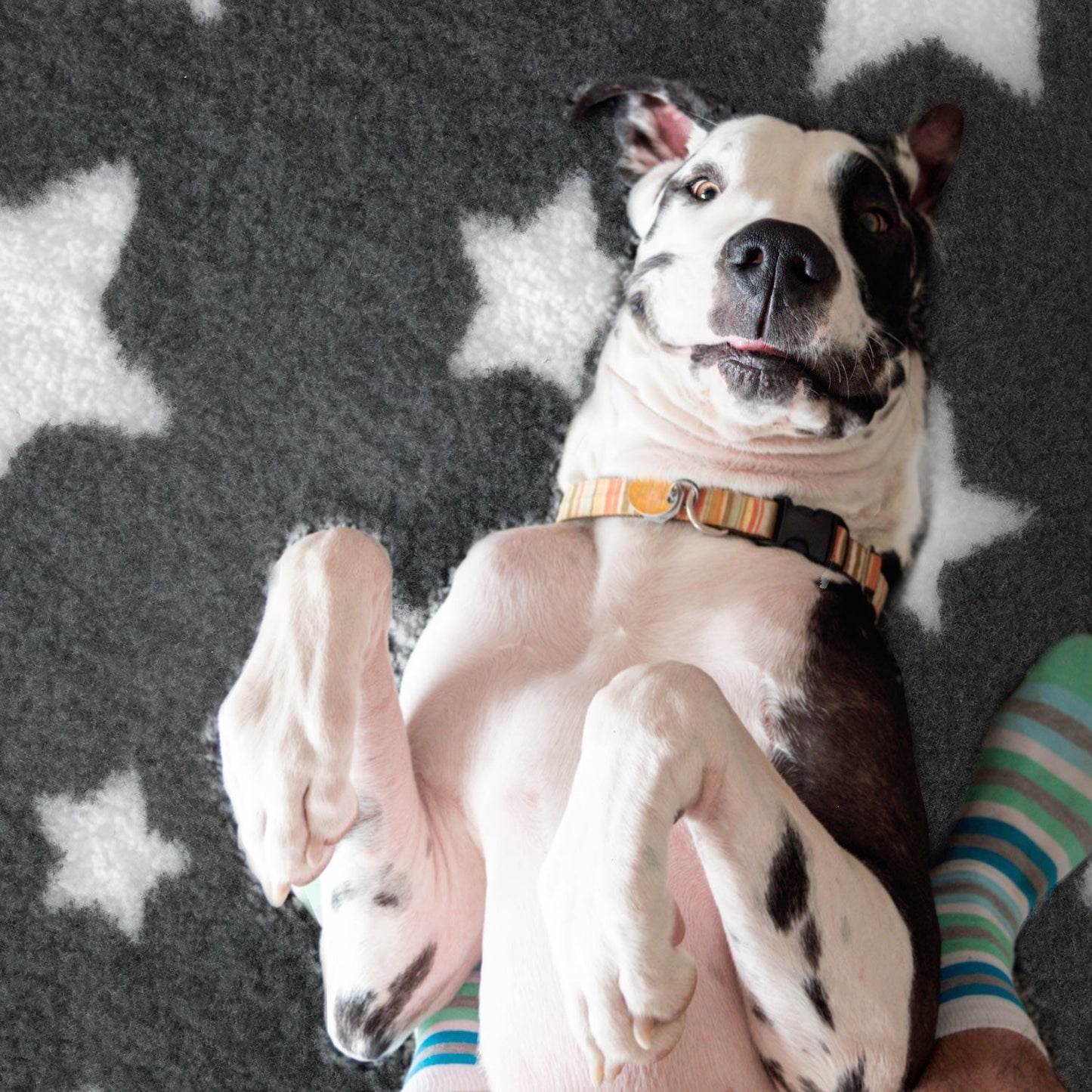 Vetbed® Select (Non Slip) Midnight Blue Wolf Stripe