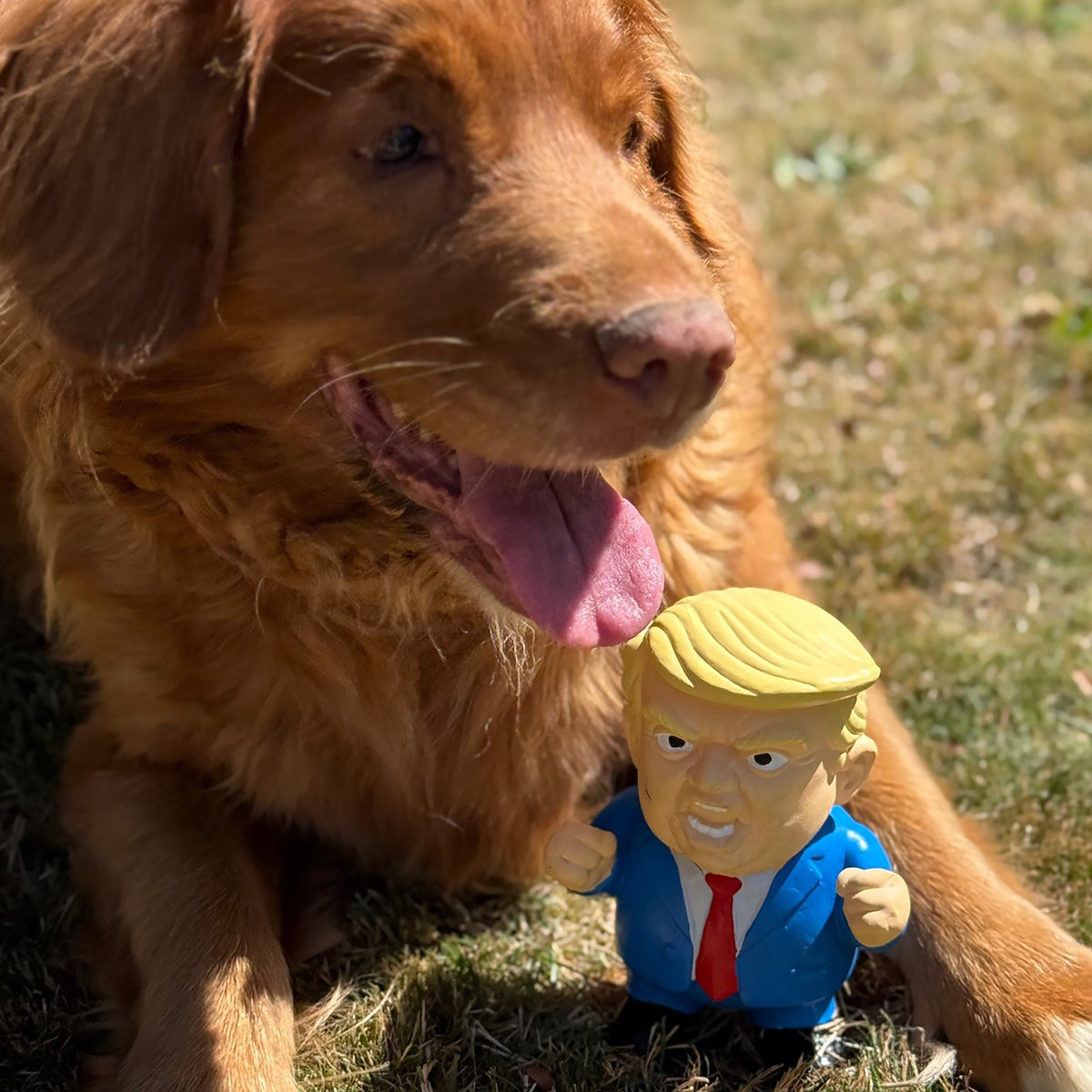 Grump Latex Squeaky Dog Toy – Petlife International